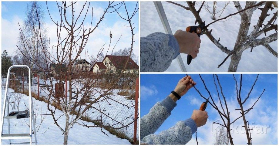 Летняя обрезка молодых деревьев. Летняя обрезка молодых деревьев